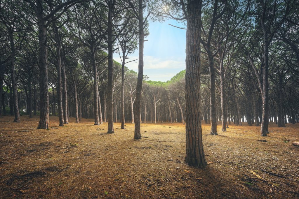 Pinewood forest. Marina di Cecina, Maremma Tuscany, Italy